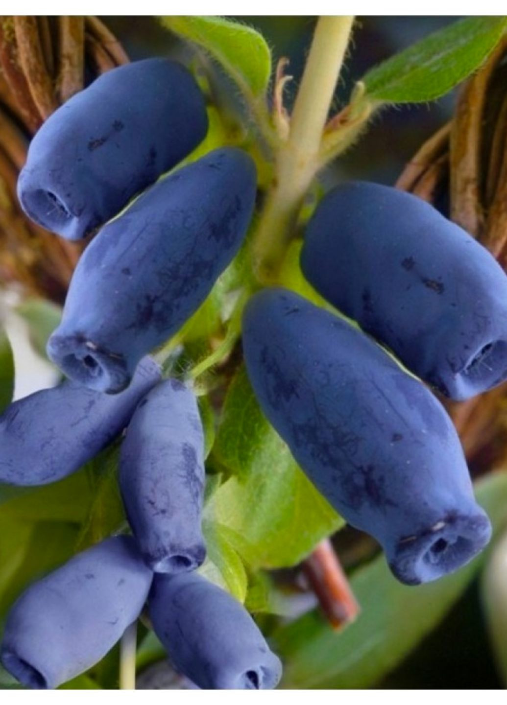 Жимолость позднеспелая Хоней Би No Brand (364534692)