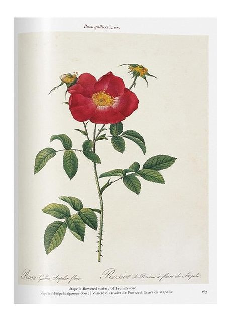 Книга Redout. Roses (9783836595711) Taschen (364654139)