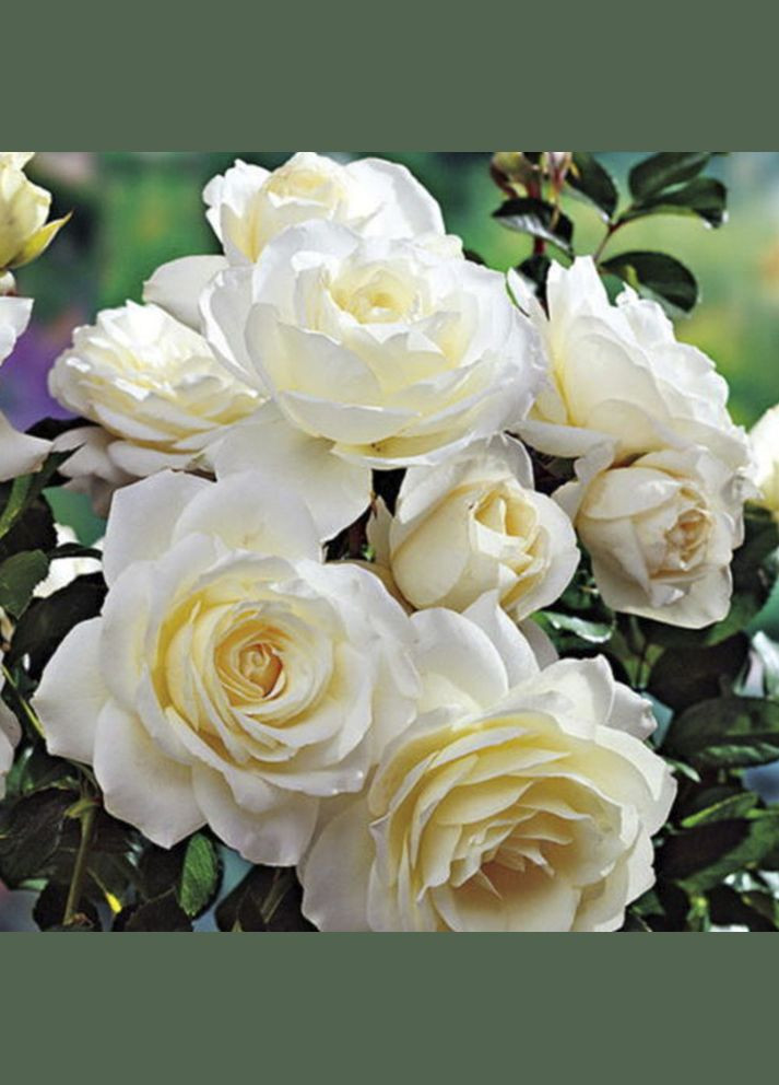 Саженцы плетистых роз Мон Блан Садовий-Розмай (301221324)