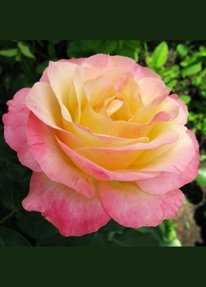 Саженцы чайно-гибридных роз Глория Глорія (299339512)