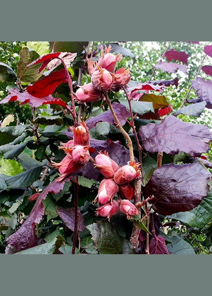 Саджанці фундука Варшавський - 3-річний Садовий-Розмай (301221041)