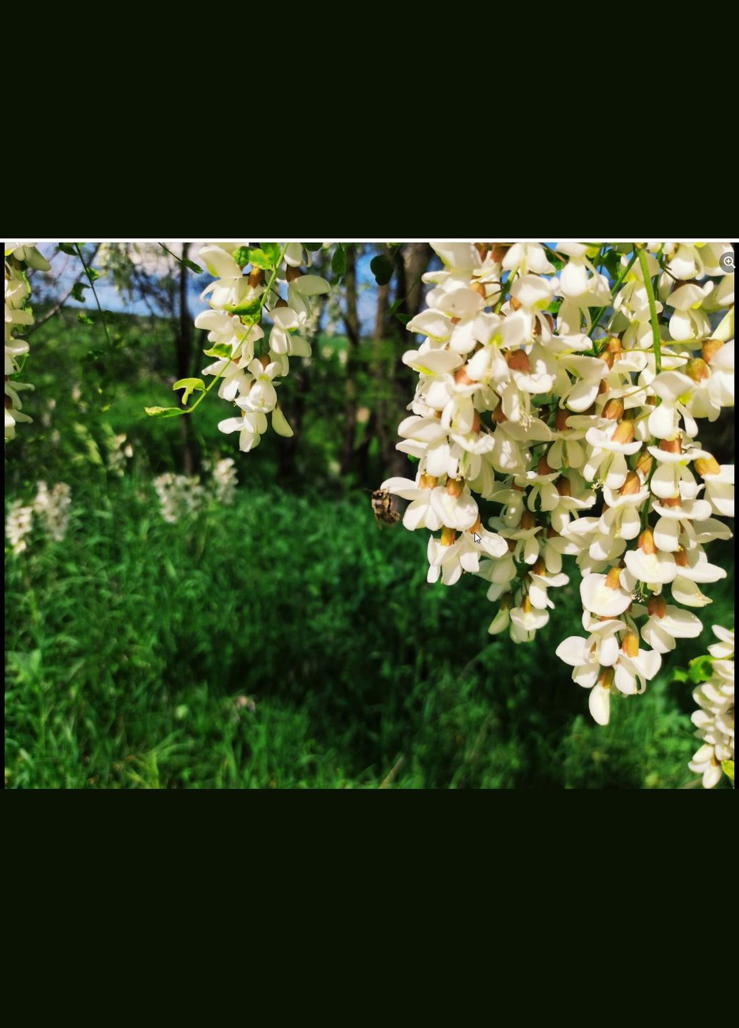 80 мл Мёд акация в баночке из воска / Мед Акации / Акациевый мед МЕД ПОШТОЮ (322148973)