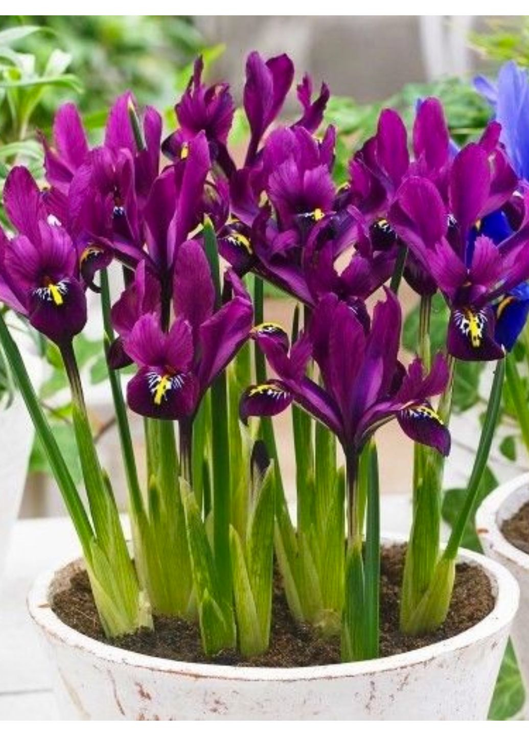 Ірис reticulata J.S. Dijt (5 шт. в упаковці) No Brand (364535836)