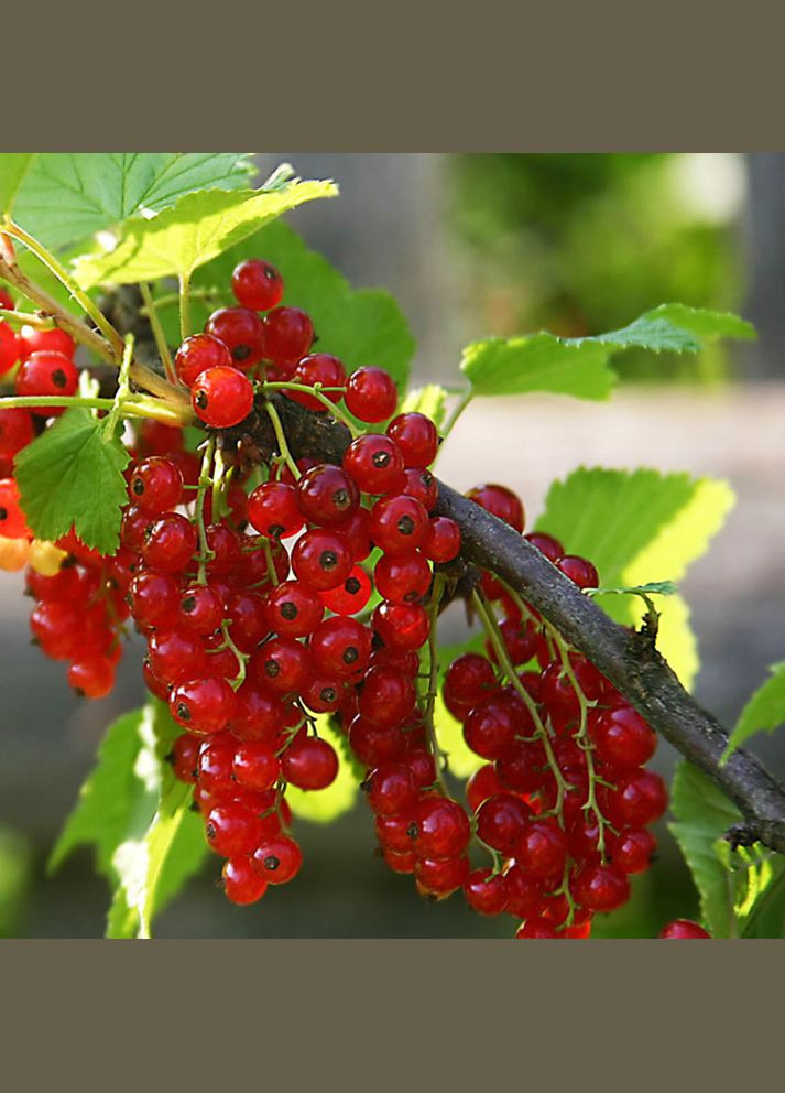 Саджанці смородини Рандом Садовий-Розмай (301220869)