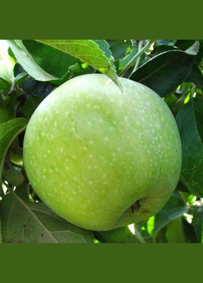 Саджанці яблуні Симиренко - 1-річний Садовий-Розмай (301221164)