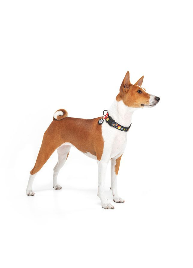 Ошейник для собак нейлоновый WAUDOG Nylon с QR паспортом, рисунок "Рик и Морти 3", металлическая пряжка-фастекс,,Ш 25 мм, Дл No Brand (363200729)