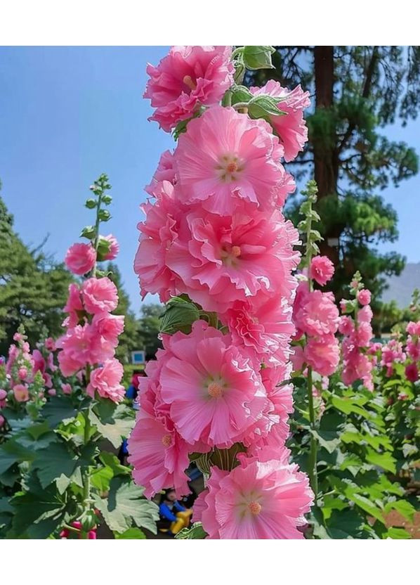 Мальва Розовая замша 0,3г. GL Seeds (364655187)