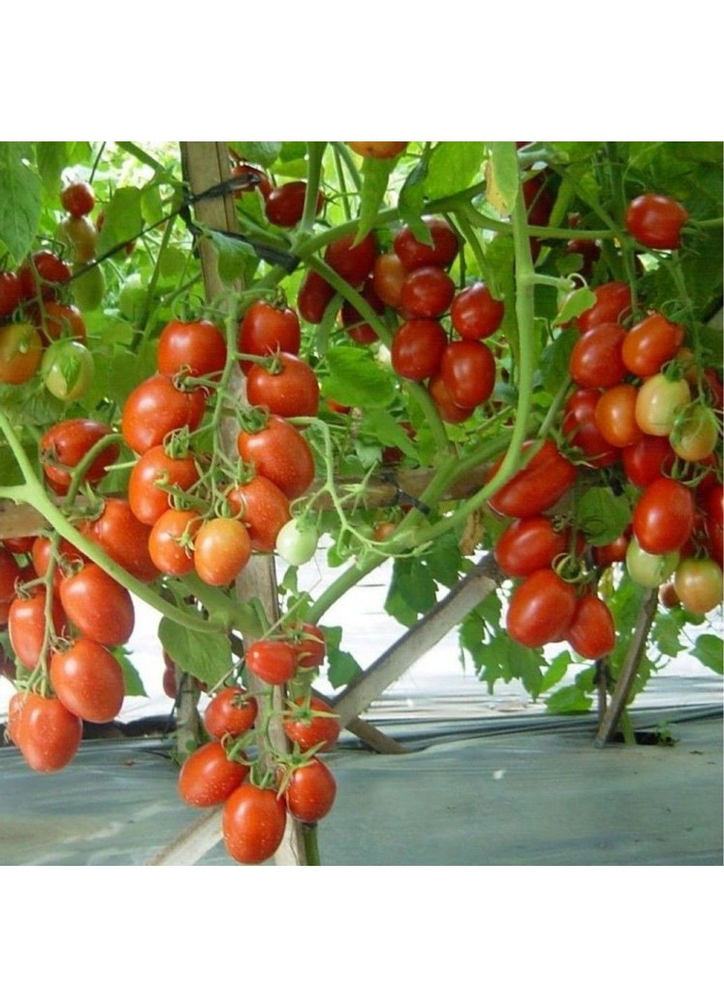 Насіння томата Наміб F1 Syngenta (331900617)