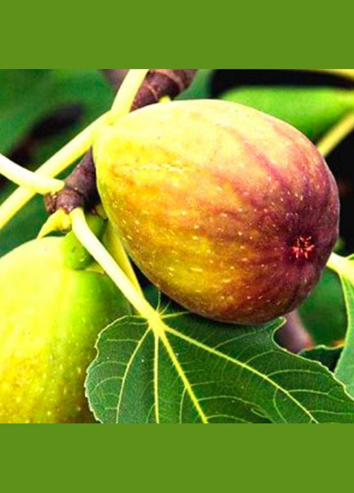 Саджанці інжиру Смугастий Панч Садовий-Розмай (301221169)