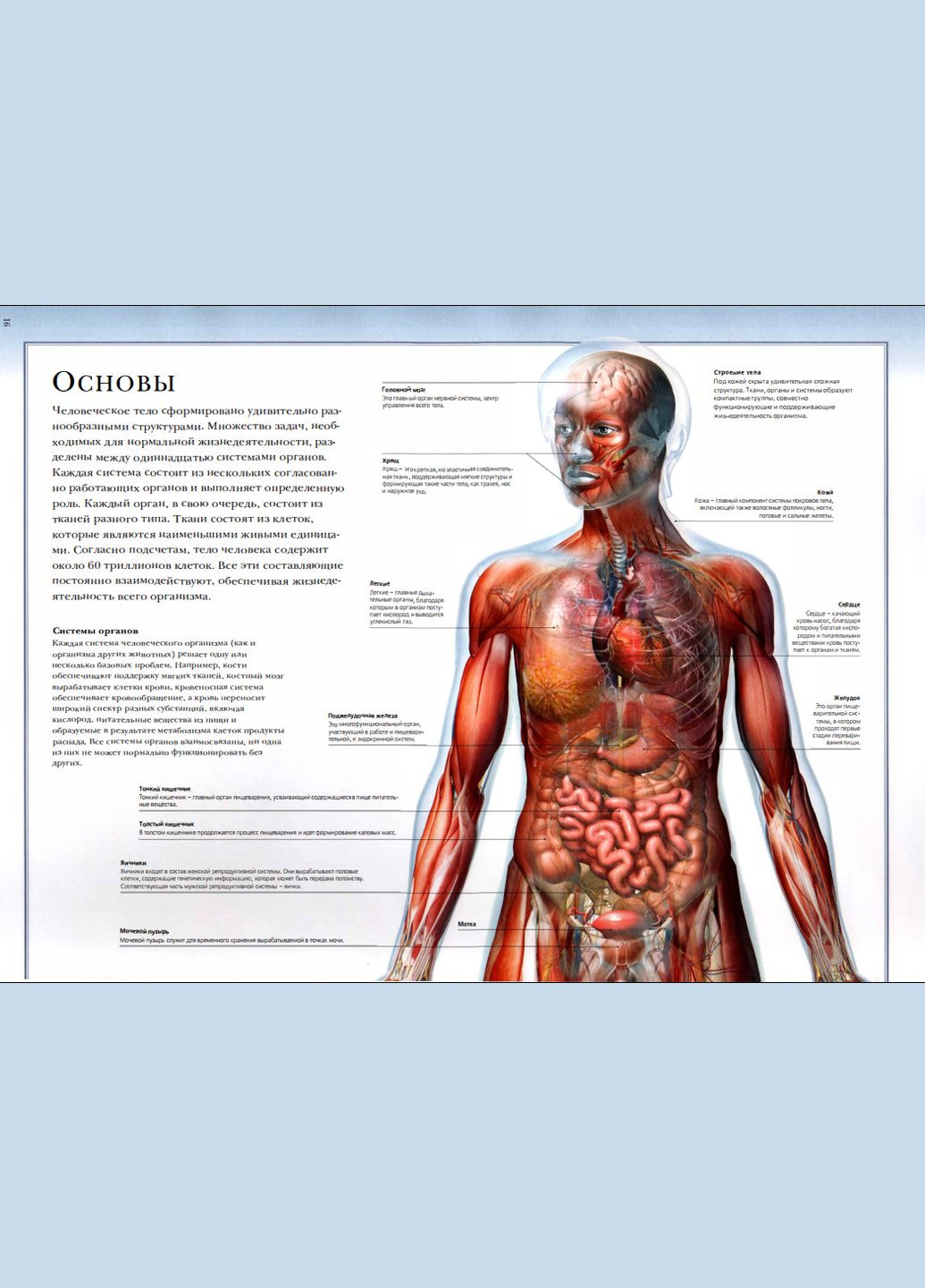 Иллюстрированный атлас анатомии человека. Лестница МакМиллан No Brand (366970887)