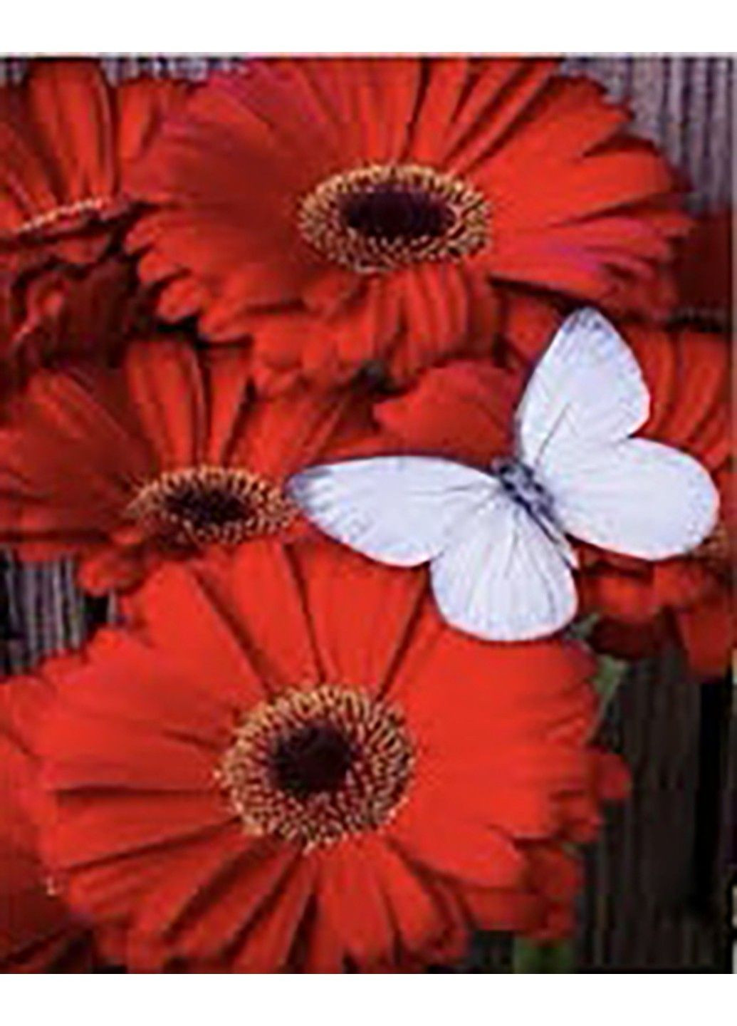 Набор Алмазная мозаика вышивка Красная гербера с бабочкой на подрамнике полная 5d 30х40 No Brand (332208136)