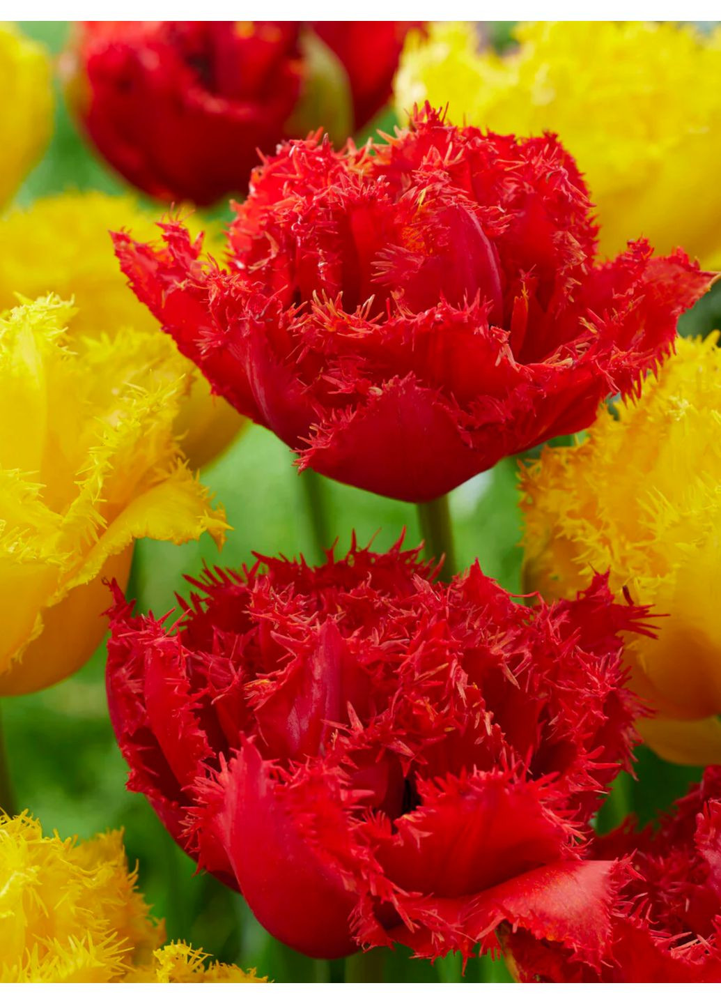 Тюльпан Mi Amor (2 шт.) в упаковке) No Brand (364535935)