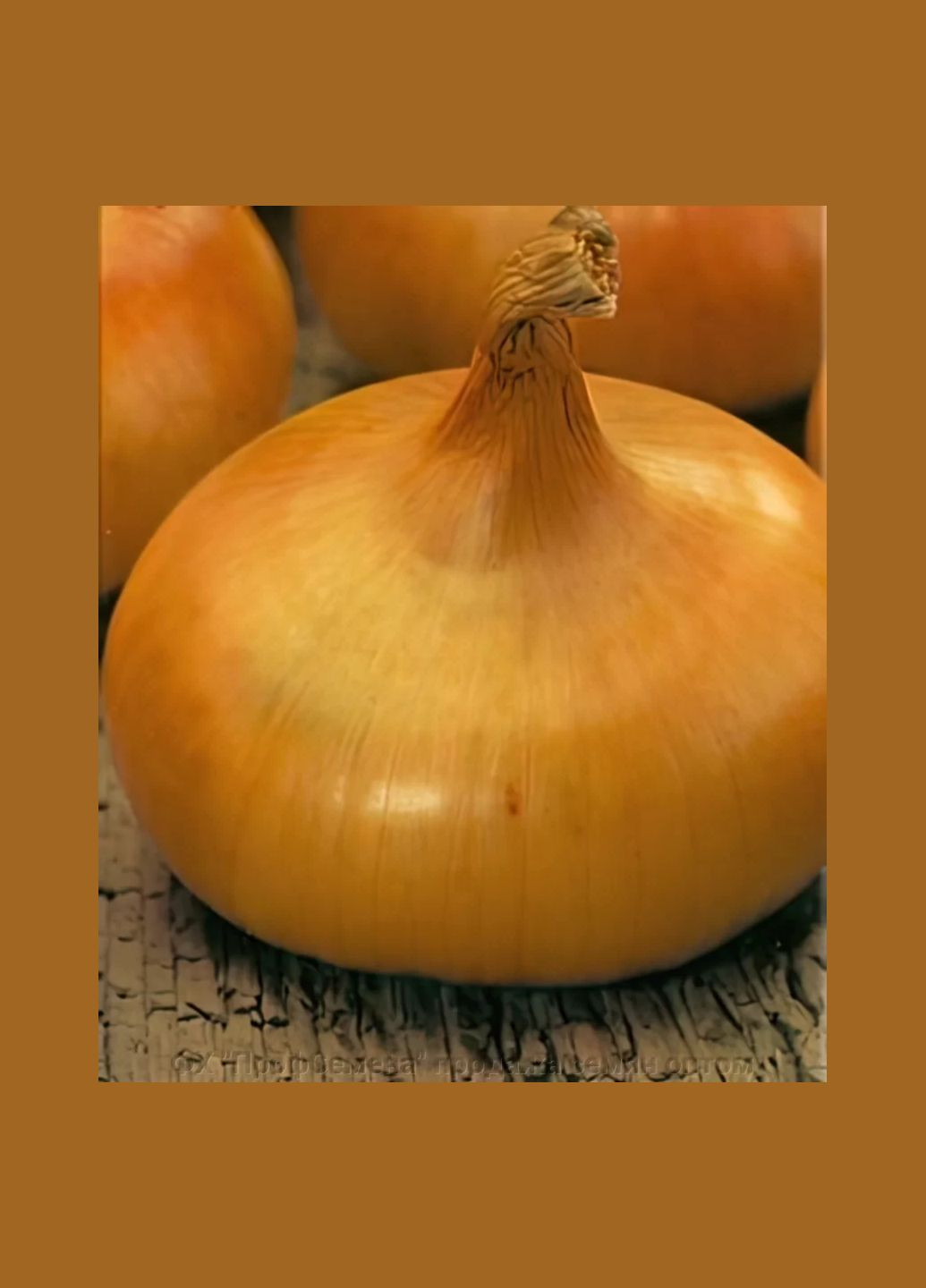 Насіння цибуля ріпчата Штутгартен різен 8г Насіння України (356119122)