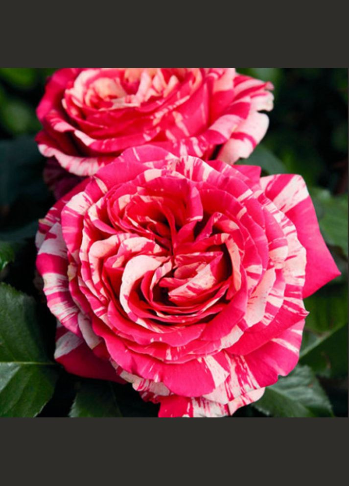 Саджанці чайно-гібридних троянд Бест Імпрешн Садовий-Розмай (301221117)