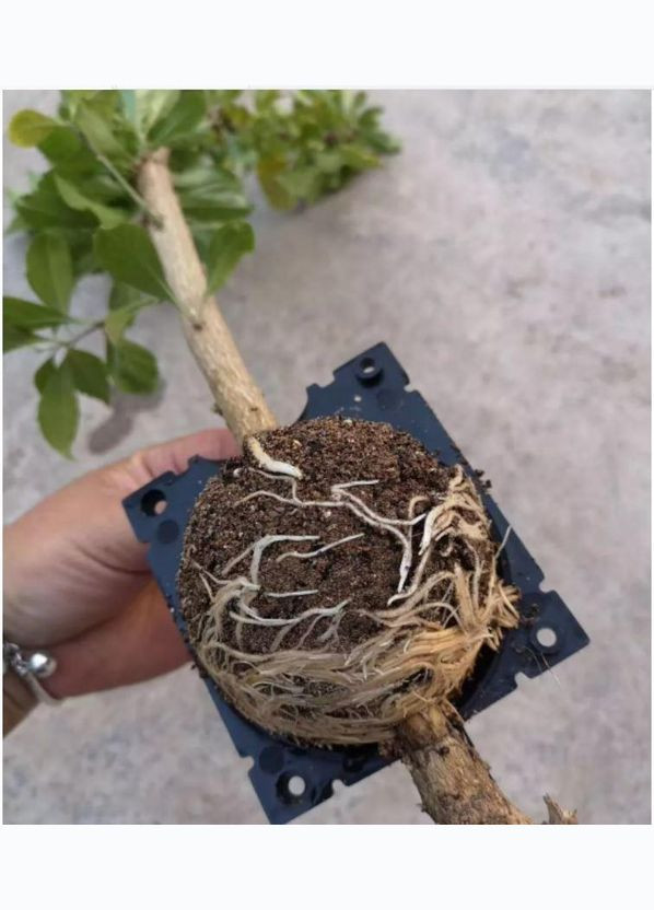 Набір Укорінічувачів Бульб - Прозорі - діаметр 5/8/12 см - 15 шт ❤️ ТМ Comshop (301538118)