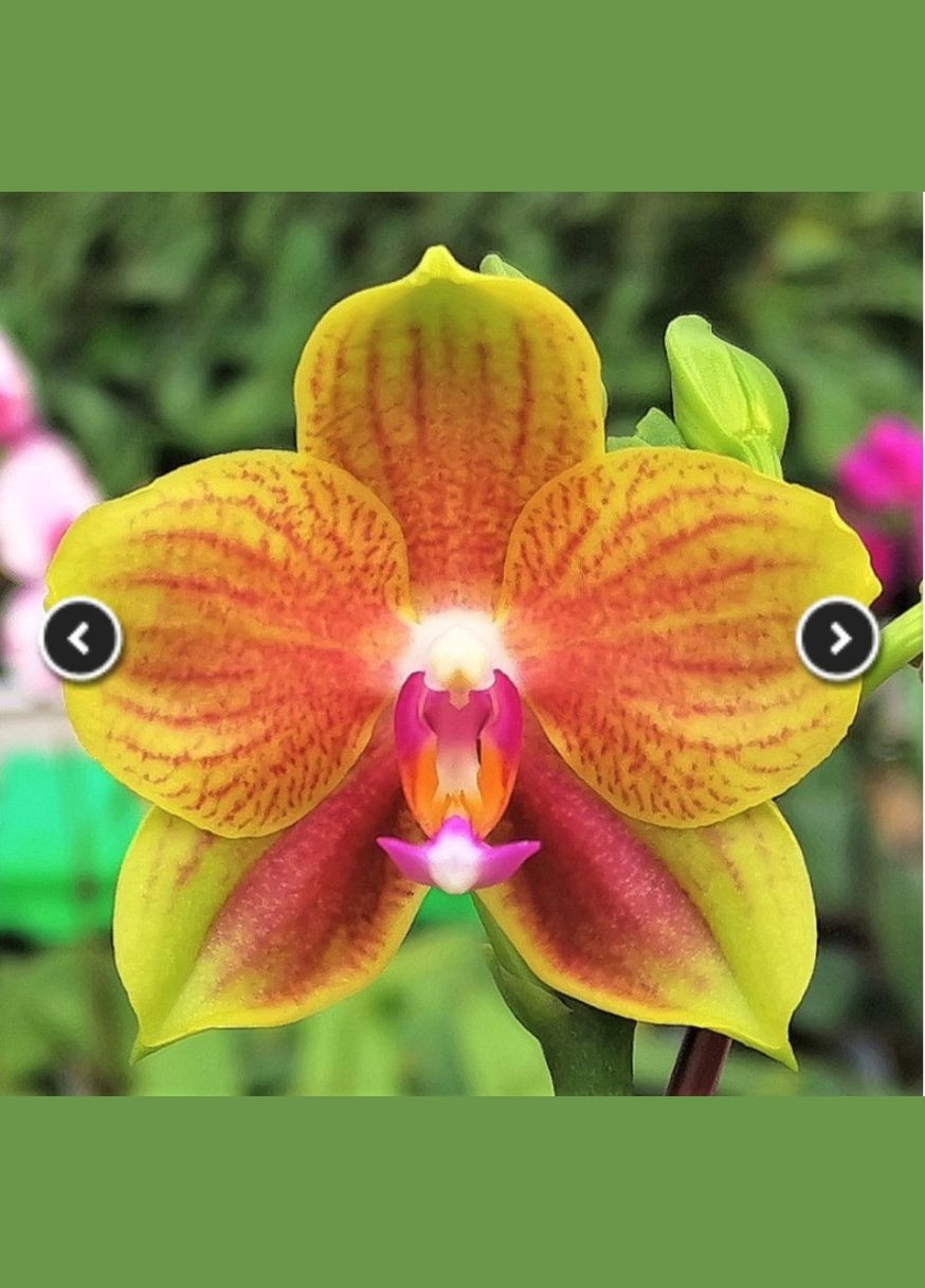 Орхідея підліток Phal 6708 Miro Sun Beauty 1.7 (мох) ODA (315635043)