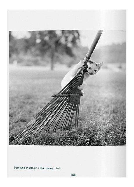 Книга Walter Chandoha. Cats. Фотографии 1942-2018 (9783836595315) Taschen (364654487)