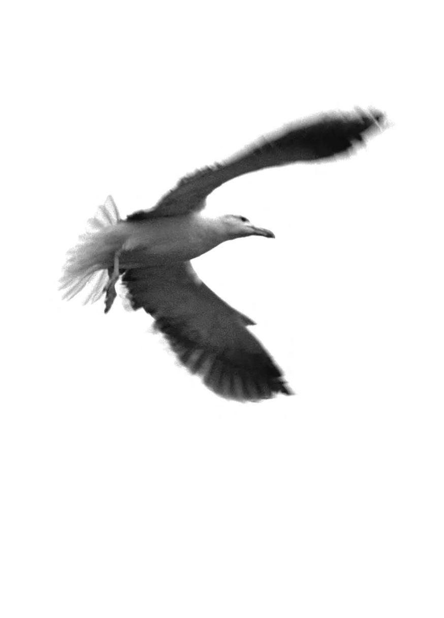 Джонатан Лівінгстон, мартин Stone Publishing (370135206)