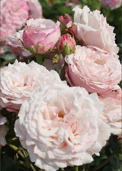 Троянда Rosenfaszination (Розенфешинейшен) 80-90 см Декоплант (284117332)