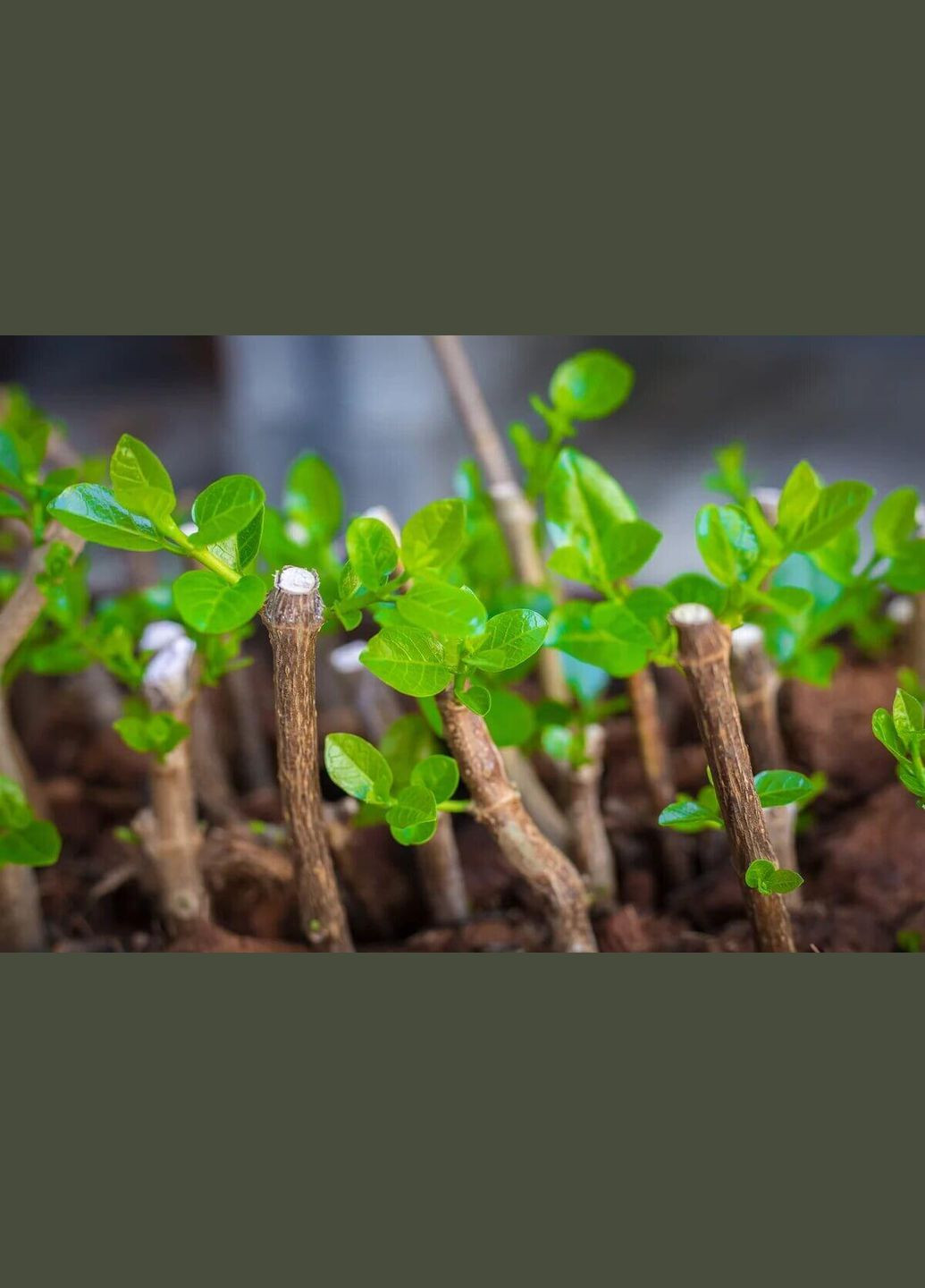 Стимулятор зростання коріння Грандіс 5 г Восор (298574064)