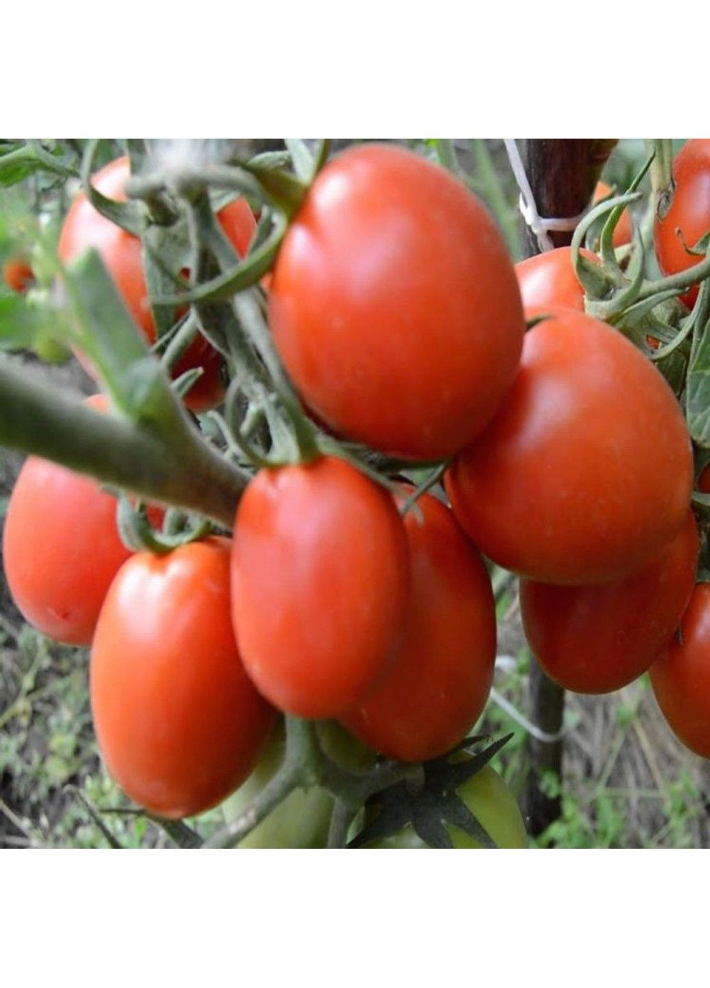 Насіння томата Ріо Гранде F1 Clause (333035929)