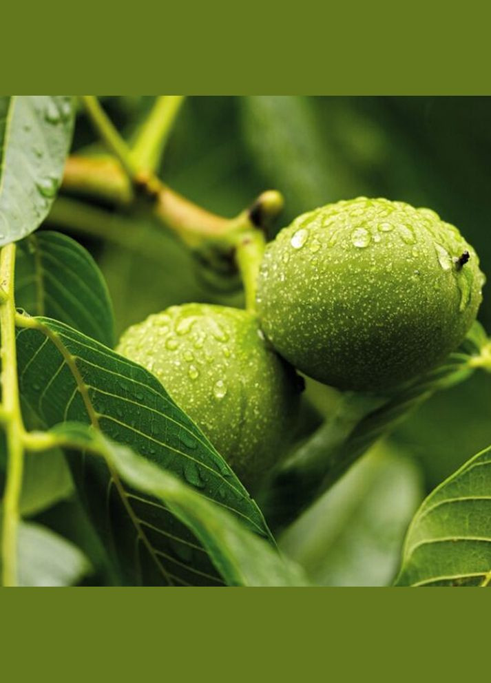 Саджанці грецького горіха Клішківський - 2-річний Садовий-Розмай (301220665)