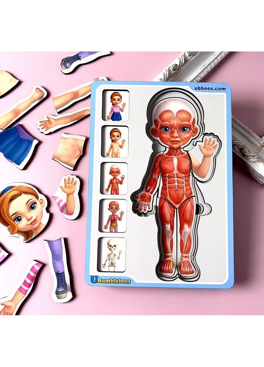 Многослойный Сортер-пазл "Анатомия человека - девочка" ПСФ 025 Ubumblebees (303133465)