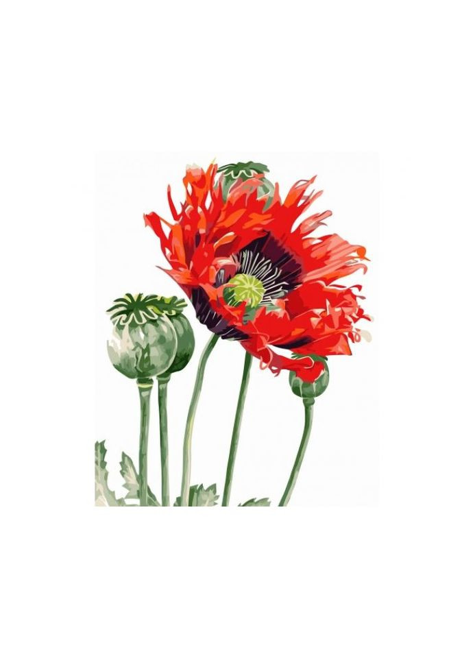 Картина за номерами Макова квітка, (40х50 см) Strateg (293422183)