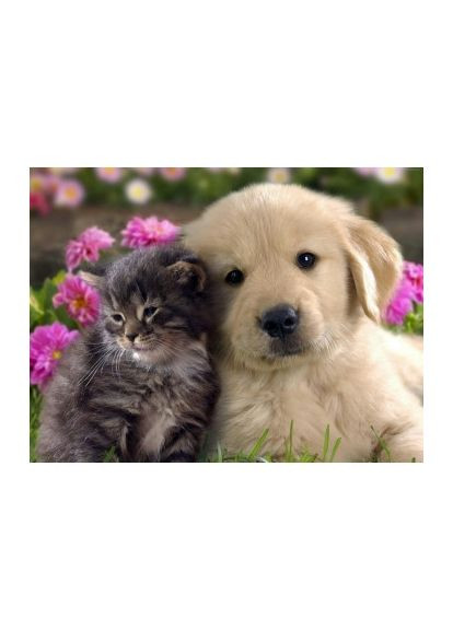 Набор алмазной мозаики 30х40 Котик и собачка ST451 ColorArt (299772315)