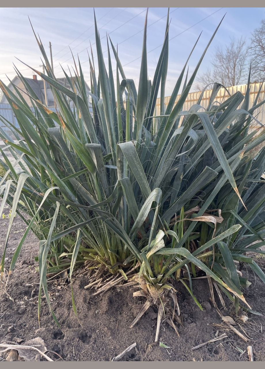 Річний саджанець Юки, багаторічна, квітуча рослина, без шкідливих звичок, ціна за 1 кущик, від 30 см No Brand (342374052)