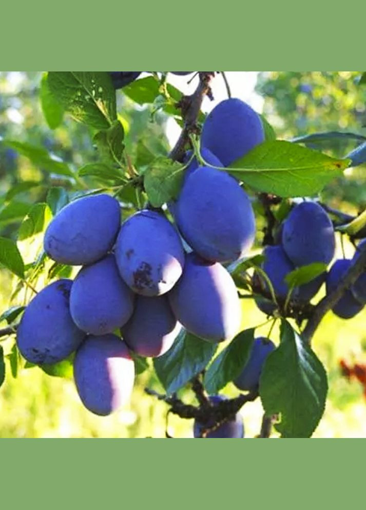 Саженцы сливы Чачакская Лепотика - 1-летний Садовий-Розмай (301220298)