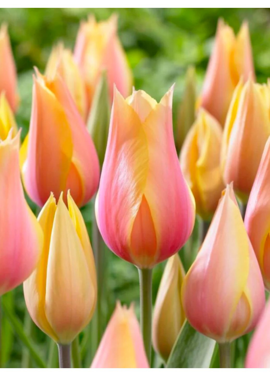 Тюльпан Blushing Lady (2 шт.) в упаковке) No Brand (364535221)