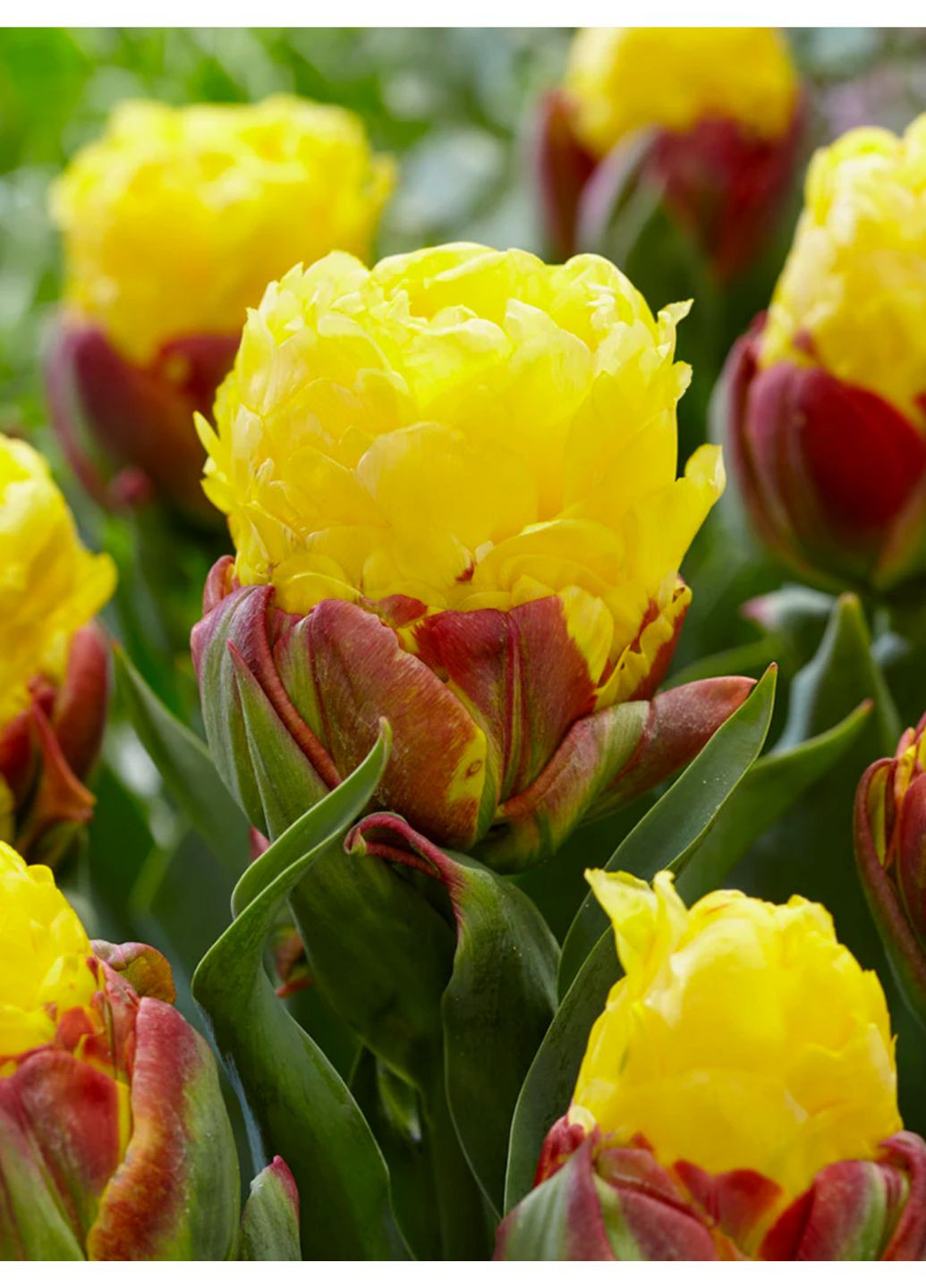 Тюльпан Ice Cream Banana (1 шт. в упаковці) No Brand (364535823)