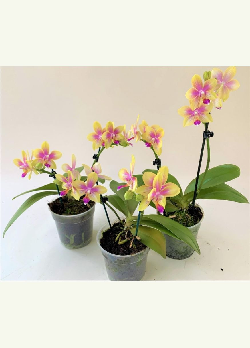 Орхидея подростка Phal. FRAGRANT Biondoro© ароматная 1.7 PARFUM ODA (315635046)