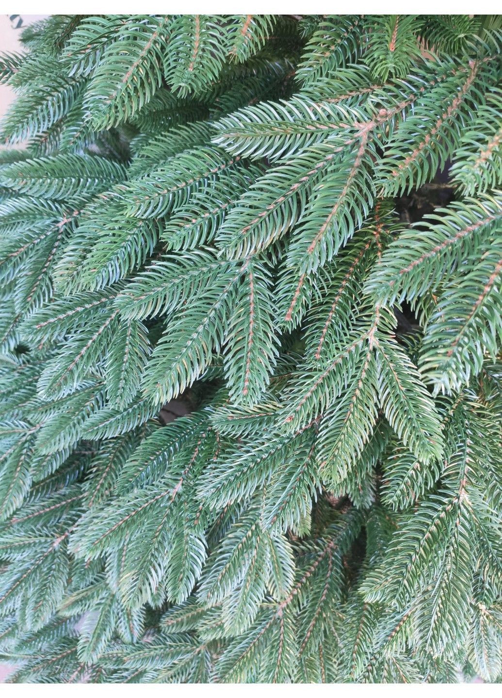 Литая Швейцарская елка искусственная 2,10м. зеленая Елка искусственная литая с металлической разборной подставкой Xatynka (363057962)