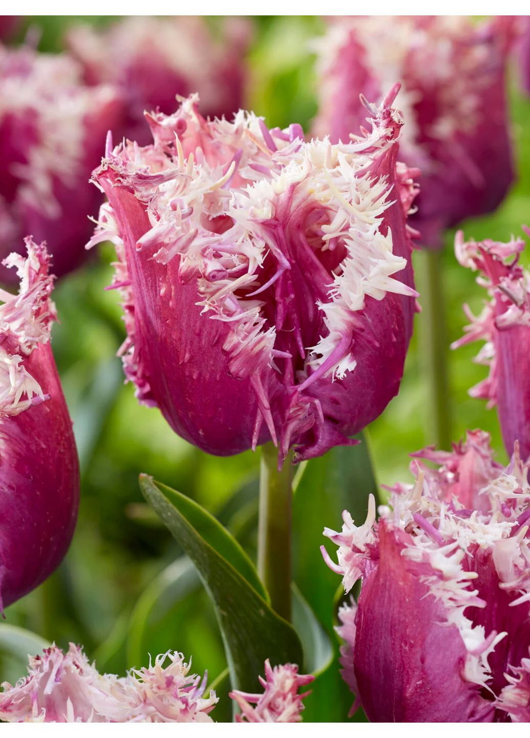 Тюльпан Crunchy Cummins (2 шт. в упаковці) No Brand (364535317)