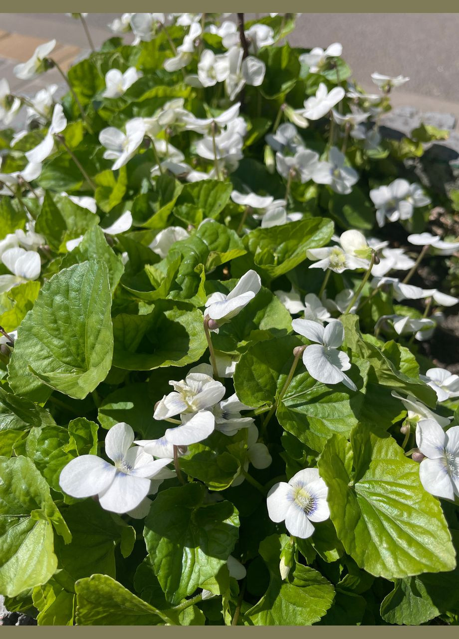Саженцы, фиалки бабочки, многолетняя культура, высотой 10-15 см, цена за штуку + добавляем в подарок No Brand (350354779)