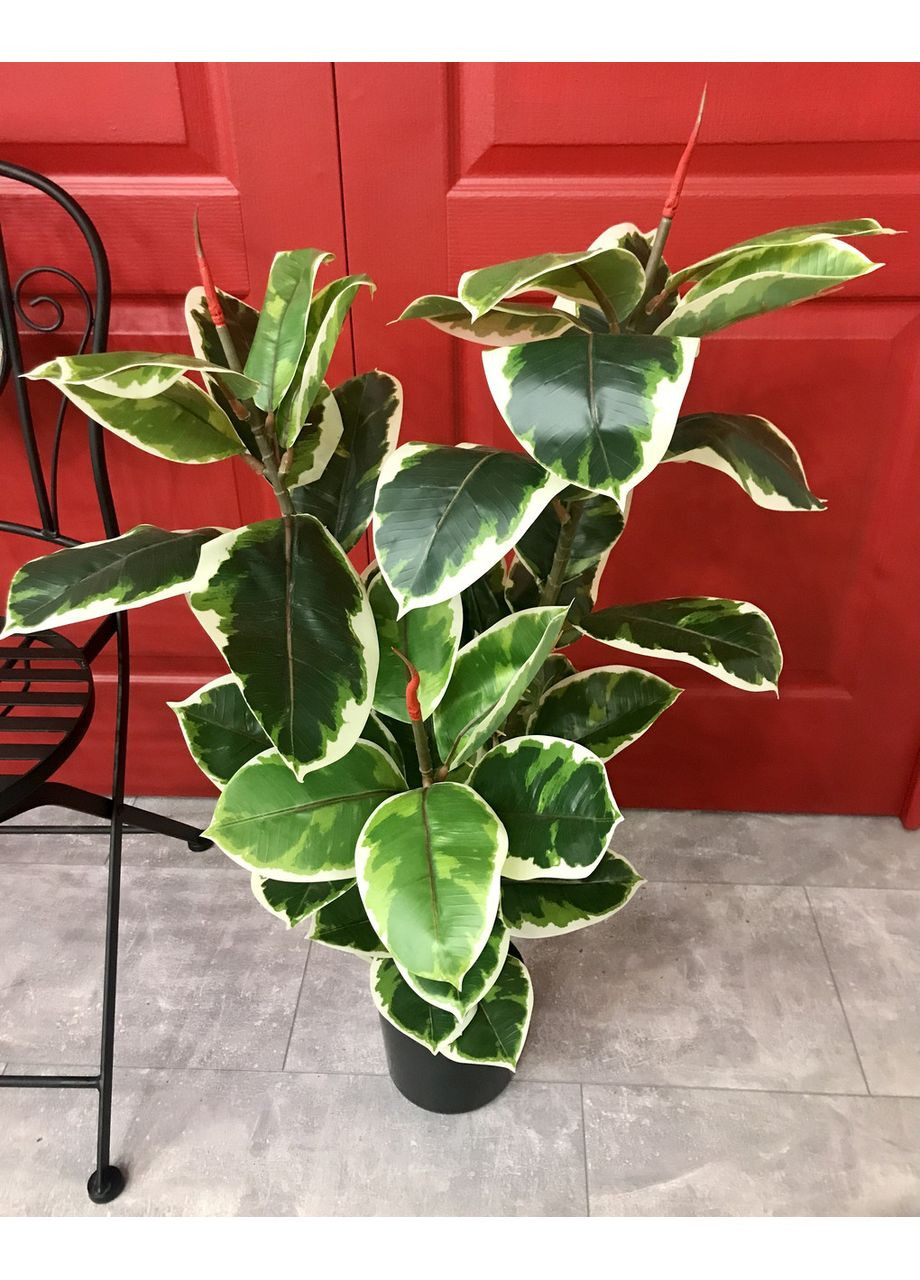 Фікус різнокольоровий SGH Еластіка Беліз (Belize) штучний 95 см HVOYA (370439104)