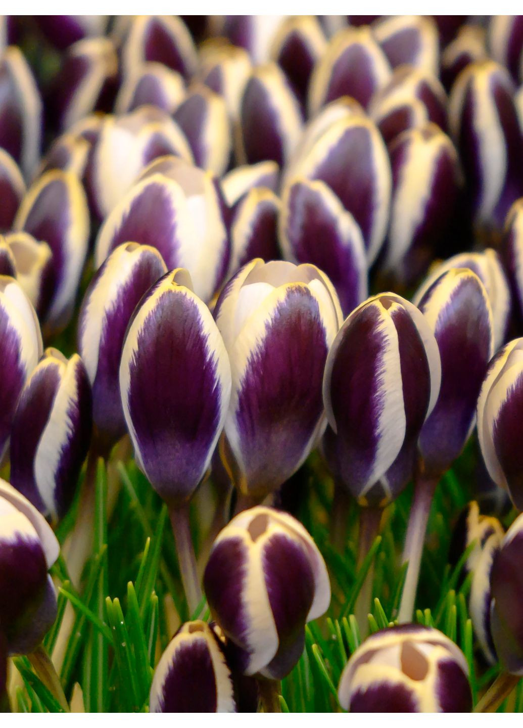 Крокус Panda (3 шт. в упаковці) No Brand (364535447)