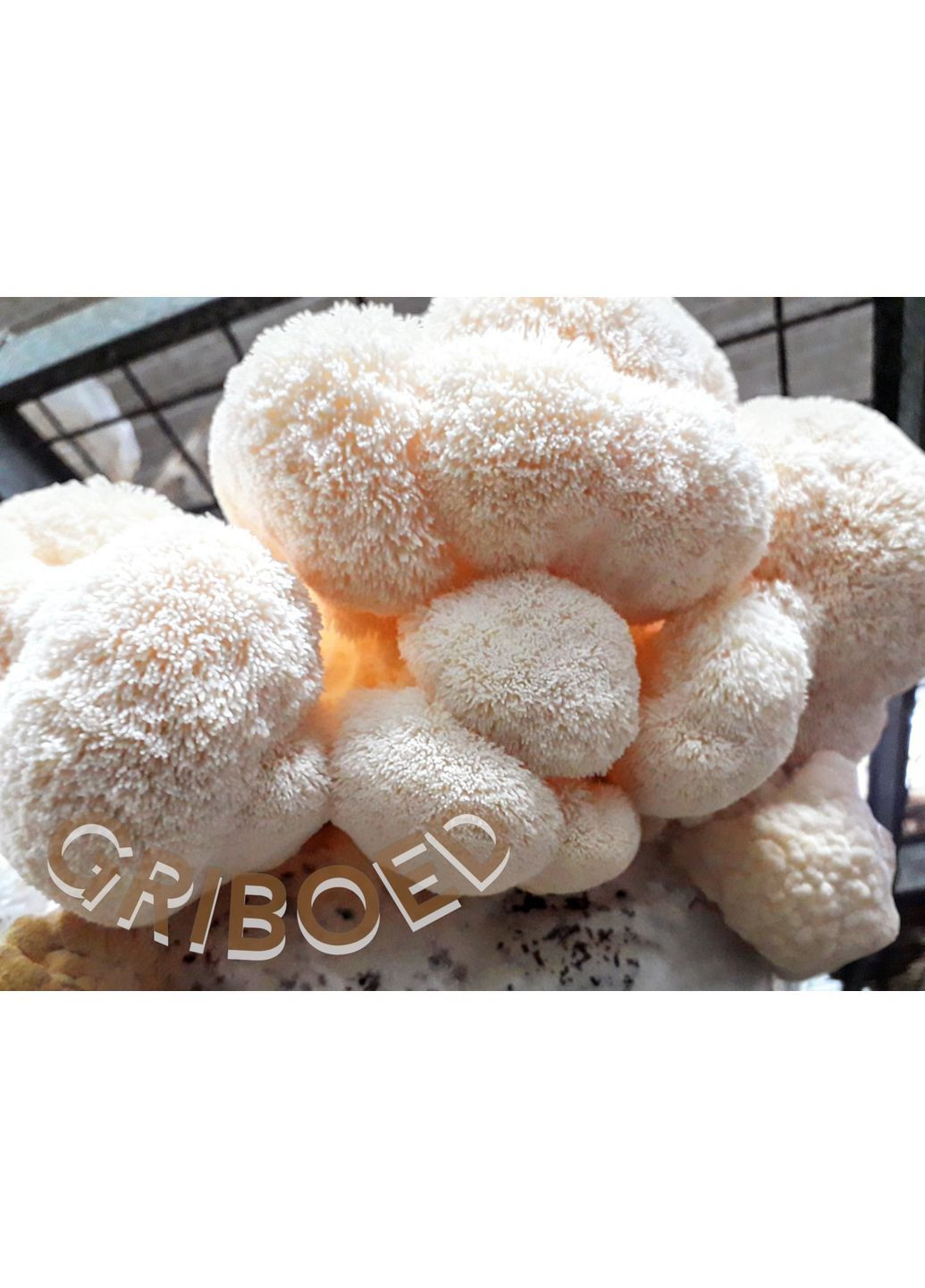 Гриб Ежевик гребенчатый (мицелий) - 200 грамм. Сухой, перемолотый в порошок. GRIBOED (370440580)