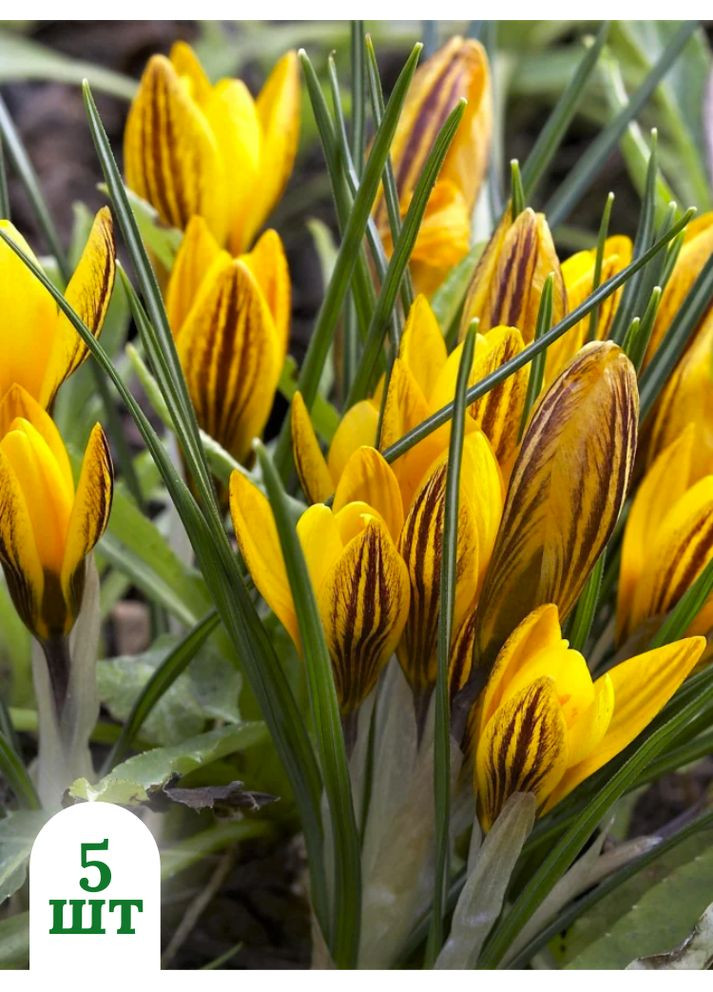 Крокус Fuscotinctus (5 шт.) в упаковке) No Brand (365250778)