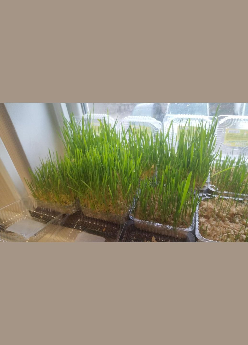 Трава (вітаміно-мініральна добавка) з ґрунтом для котів ТМ No Brand (320950581)