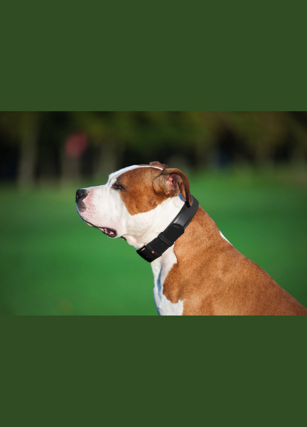 Нашийник для собак шкіряний Glamour без прикрас Ш 25 мм Д 38-49 см Чорний WAUDOG (322327849)