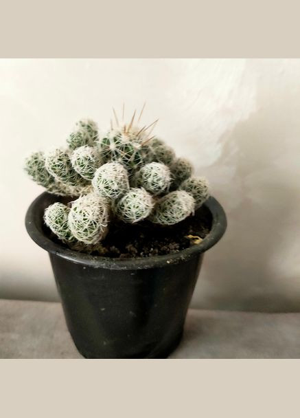 Кактус маммиллярия струнка композиція для флораріума робочого стола No Brand (322930386)