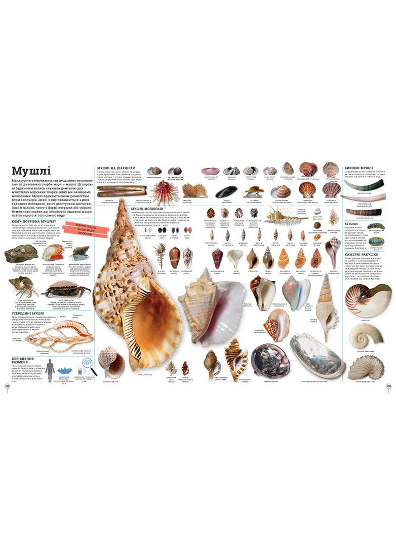 Дилипедия No Brand (368829199)