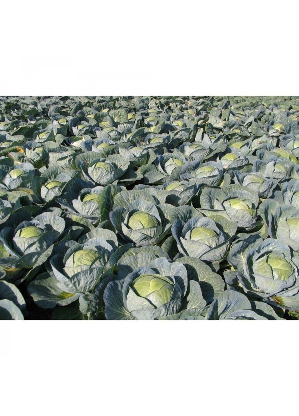 Семена капуста белокочанная Центурион Clause (333036089)