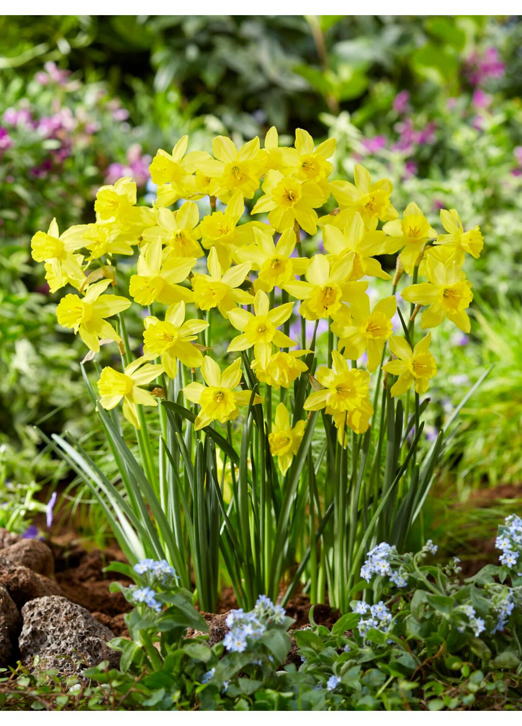 Нарцис Golden Sailboat (2 шт. в упаковці) No Brand (365250854)