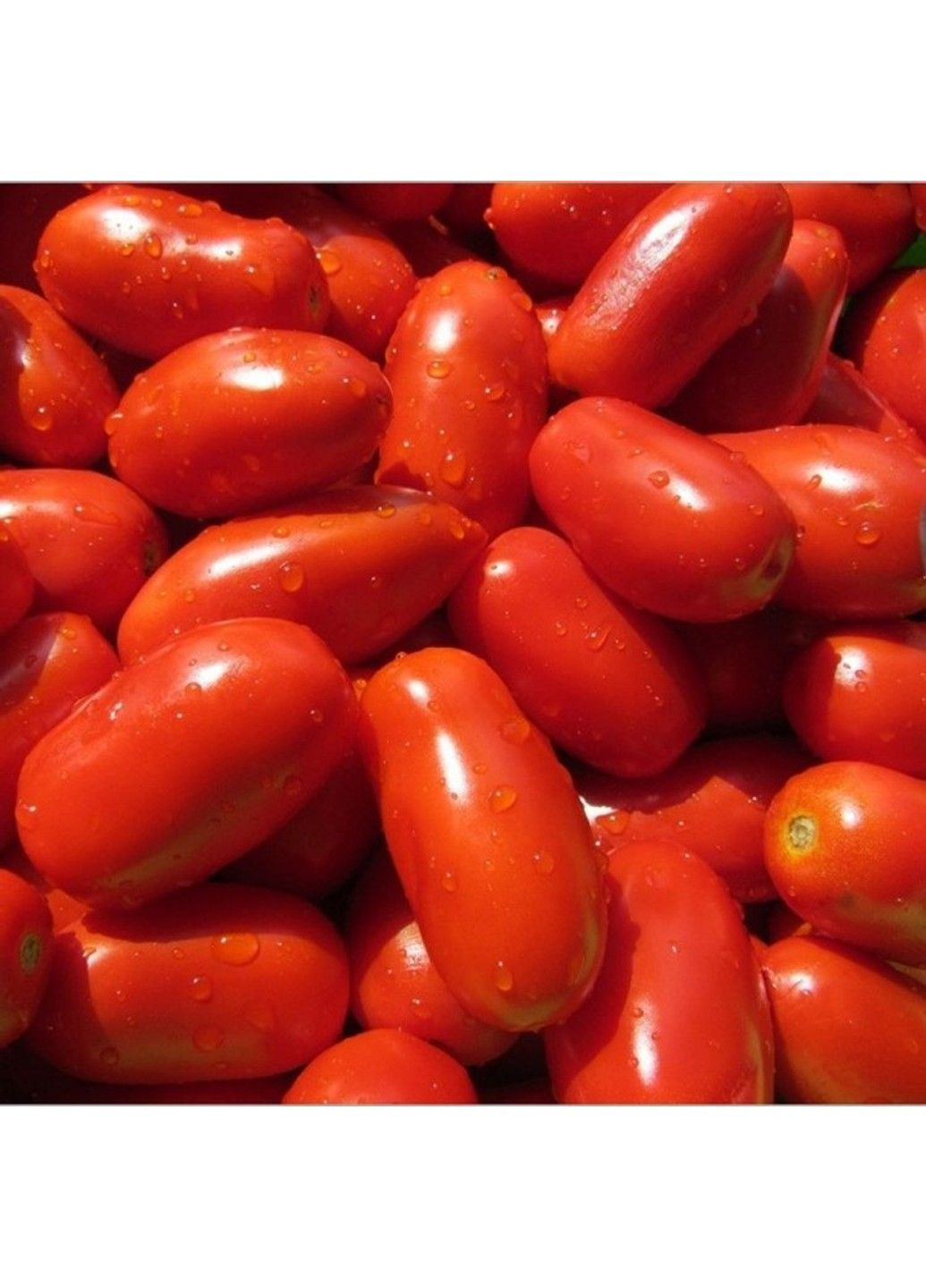 Семена томата Колибри F1 Clause (333036084)