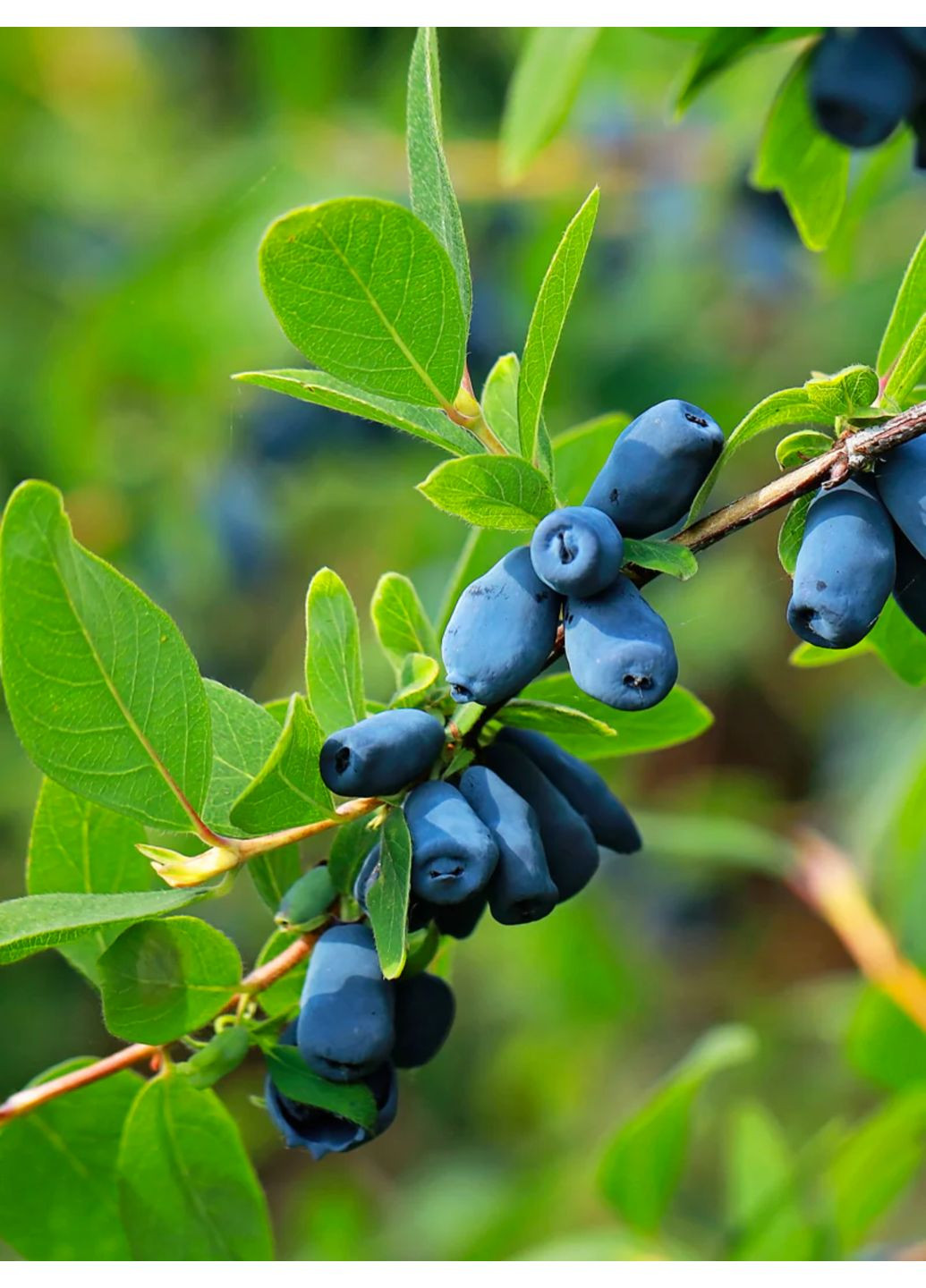 Жимолость раннеспелая Индиго Джем No Brand (364535838)