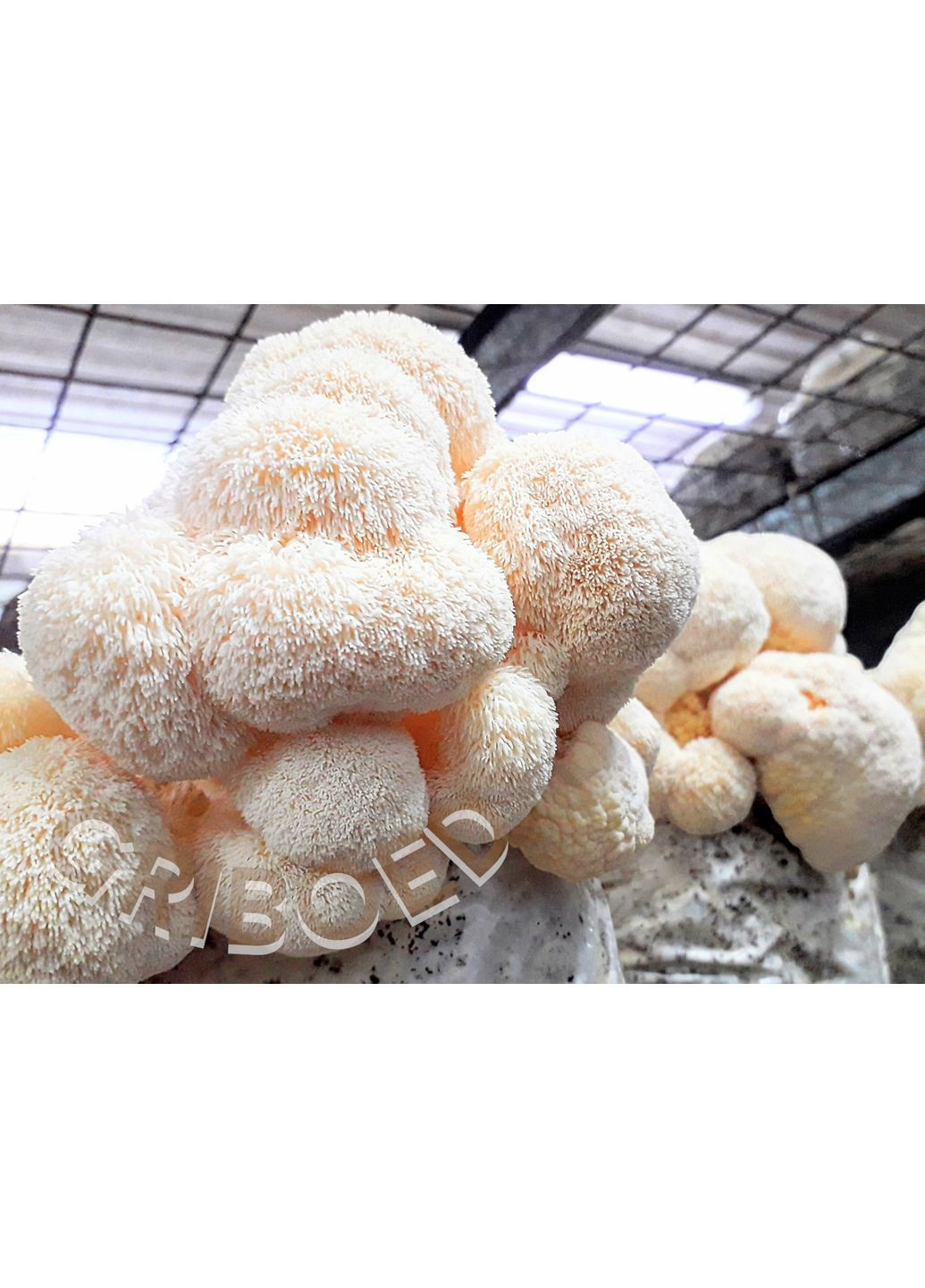 Гриб Їжовик гребінчастий (міцелій) — 150 грам. Висушений і перемелений. GRIBOED (370440579)